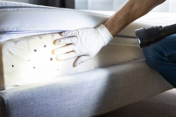 Best Wasp Removal Services  in Bar Nunn, WY
